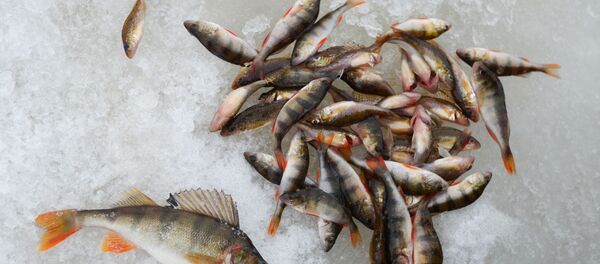 Рыба на льду, архивное фото Рыба на льду, архивное фото - Sputnik Казахстан