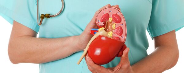 Макет почки - Sputnik Казахстан