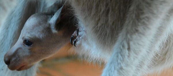 Кенгуренок родился в зоопарке Алматы - Sputnik Казахстан