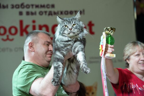 Международная выставка кошек различных пород Алмакот-2019 - Sputnik Казахстан