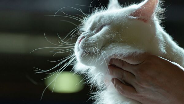 Кошка, архивное фото - Sputnik Казахстан