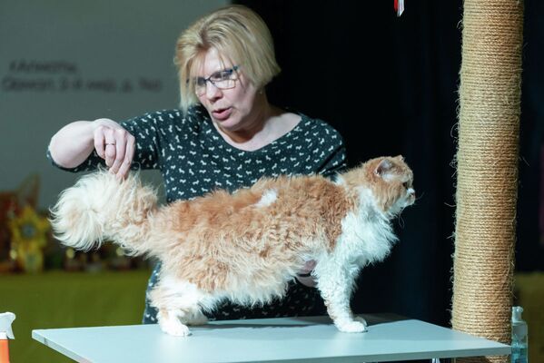 Международная выставка кошек различных пород Алмакот-2019 - Sputnik Казахстан
