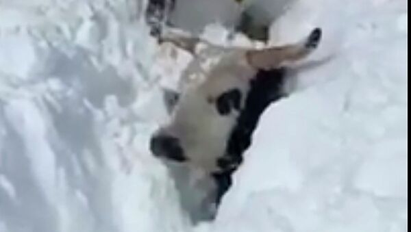 Коровы в снегу - видео - Sputnik Казахстан