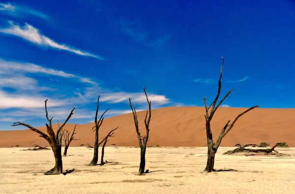 Засохшие деревья в пустыне Намибии - Sputnik Казахстан