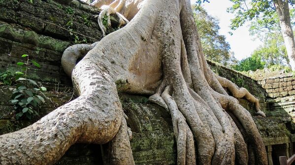 Корни деревьев на храмовом комплексе Та Прум в Камбодже - Sputnik Казахстан