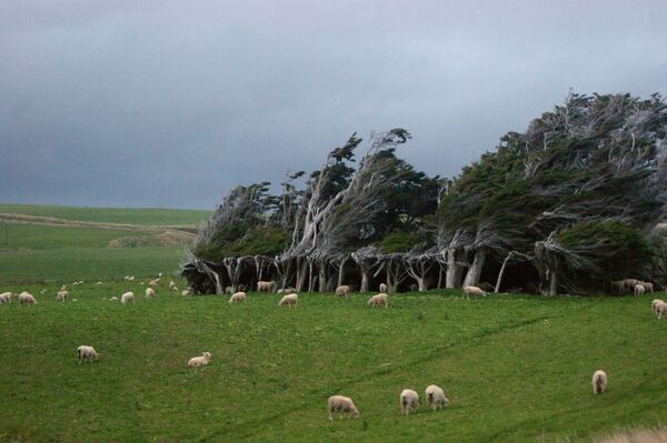 Гнутые деревья на мысе Слоуп-Пойнт, Новая Зеландия - Sputnik Казахстан