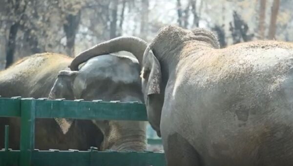 Влюбленные слоны в Алматинском зоопарке - Sputnik Казахстан