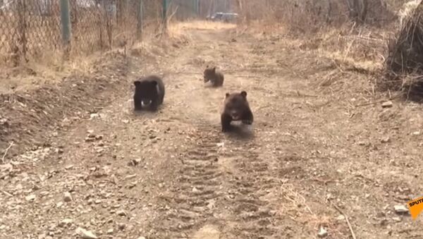 Медвежата вышли на прогулку - забавное видео - Sputnik Казахстан