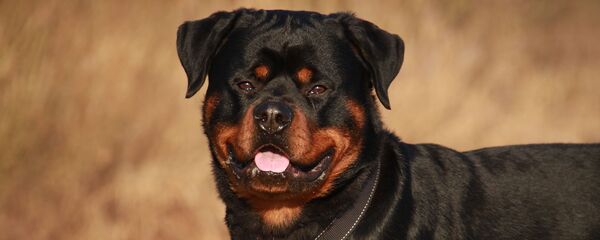 Ротвейлер, иллюстративное фото - Sputnik Казахстан