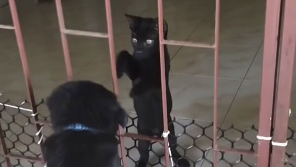 Котенок помог щенку выбраться из клетки - Sputnik Казахстан