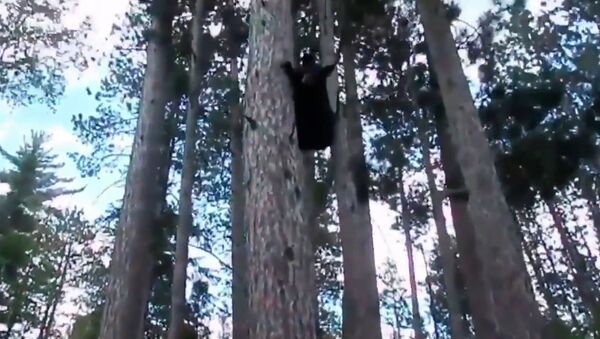 Кот загнал медведя на дерево - видео - Sputnik Казахстан