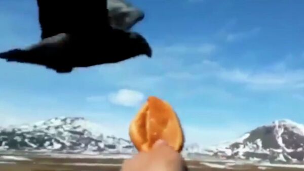 Ворона выпросила пирожок у дальнобойщика - видео - Sputnik Казахстан