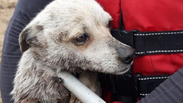 Спасатели эвакуировали собаку с островка в Усть-Каменогорске - Sputnik Казахстан