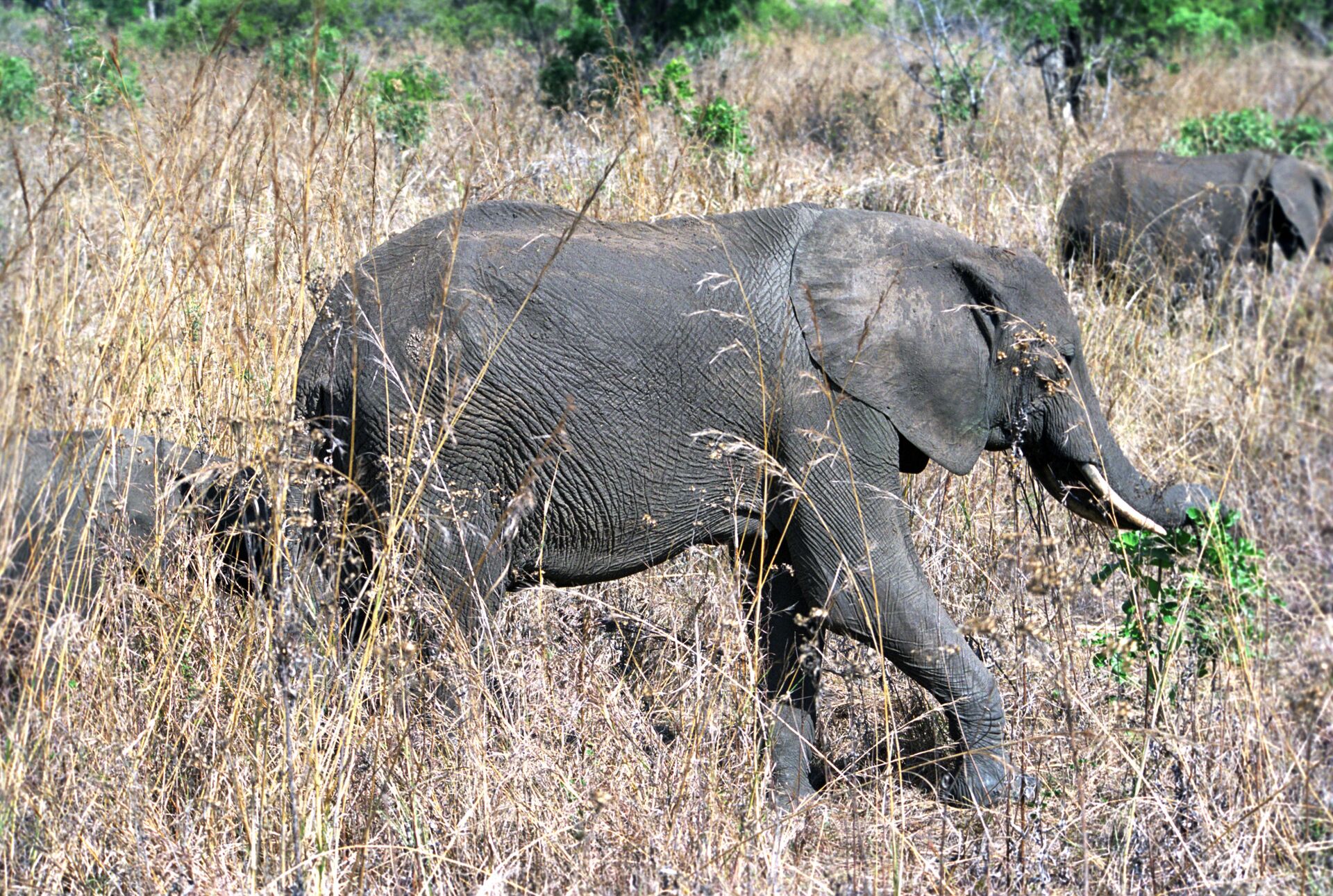 Слоны в национальном парке, архивное фото Слоны в национальном парке, архивное фото - Sputnik Казахстан, 1920, 29.08.2025