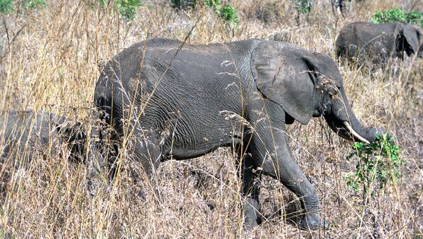 Слоны в национальном парке, архивное фото - Sputnik Қазақстан