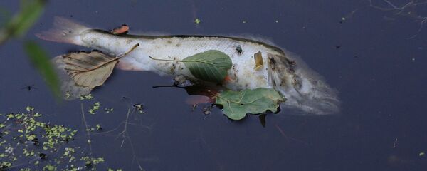 Мертвая рыба Мертвая рыба - Sputnik Казахстан