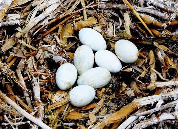 Яйца в гнезде бакланов - Sputnik Казахстан