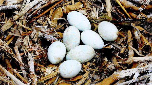 Яйца в гнезде бакланов - Sputnik Қазақстан