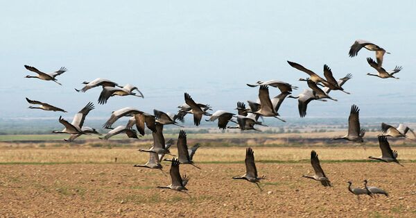 WWF посвятит 2020 год защите журавля - Sputnik Казахстан