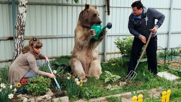 СПУТНИК_Невероятная жизнь медведя Степы - видео - Sputnik Казахстан
