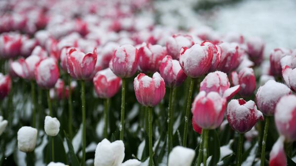 Тюльпаны под снегом - Sputnik Қазақстан