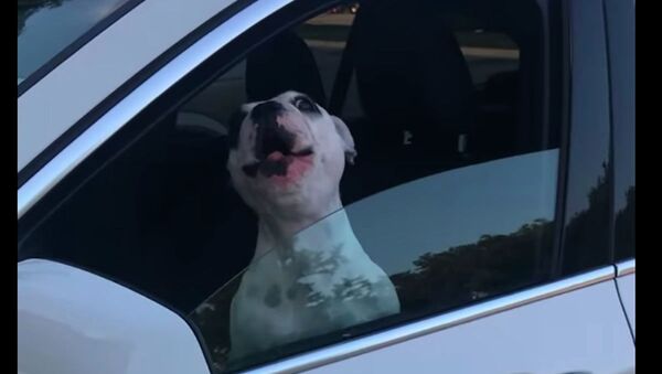 Собака спела оперную арию из окна автомобиля - смешное видео - Sputnik Казахстан