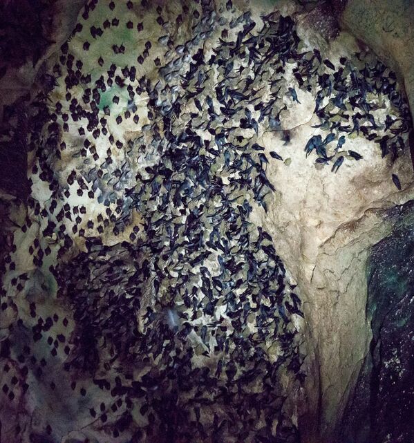 Летучие мыши в пещере Gomantong в Малайзии - Sputnik Казахстан