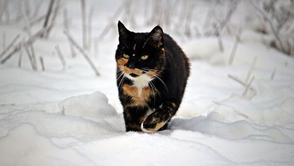 Кот идет по снегу - Sputnik Казахстан