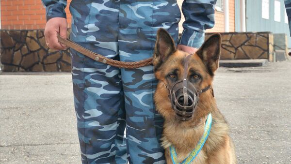 Лучшую собаку-полицейского проводили на пенсию - Sputnik Казахстан
