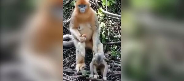 Обезьяна с детенышем - видео - Sputnik Казахстан