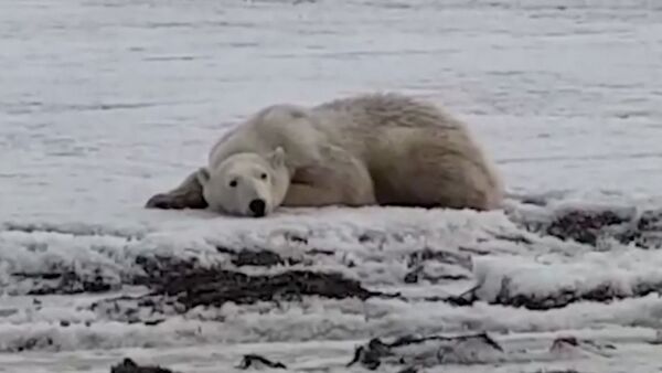 Жители Камчатки спасают полярного медведя - Sputnik Казахстан