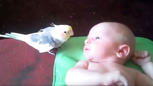 Попугай поет малышу - видео - Sputnik Казахстан