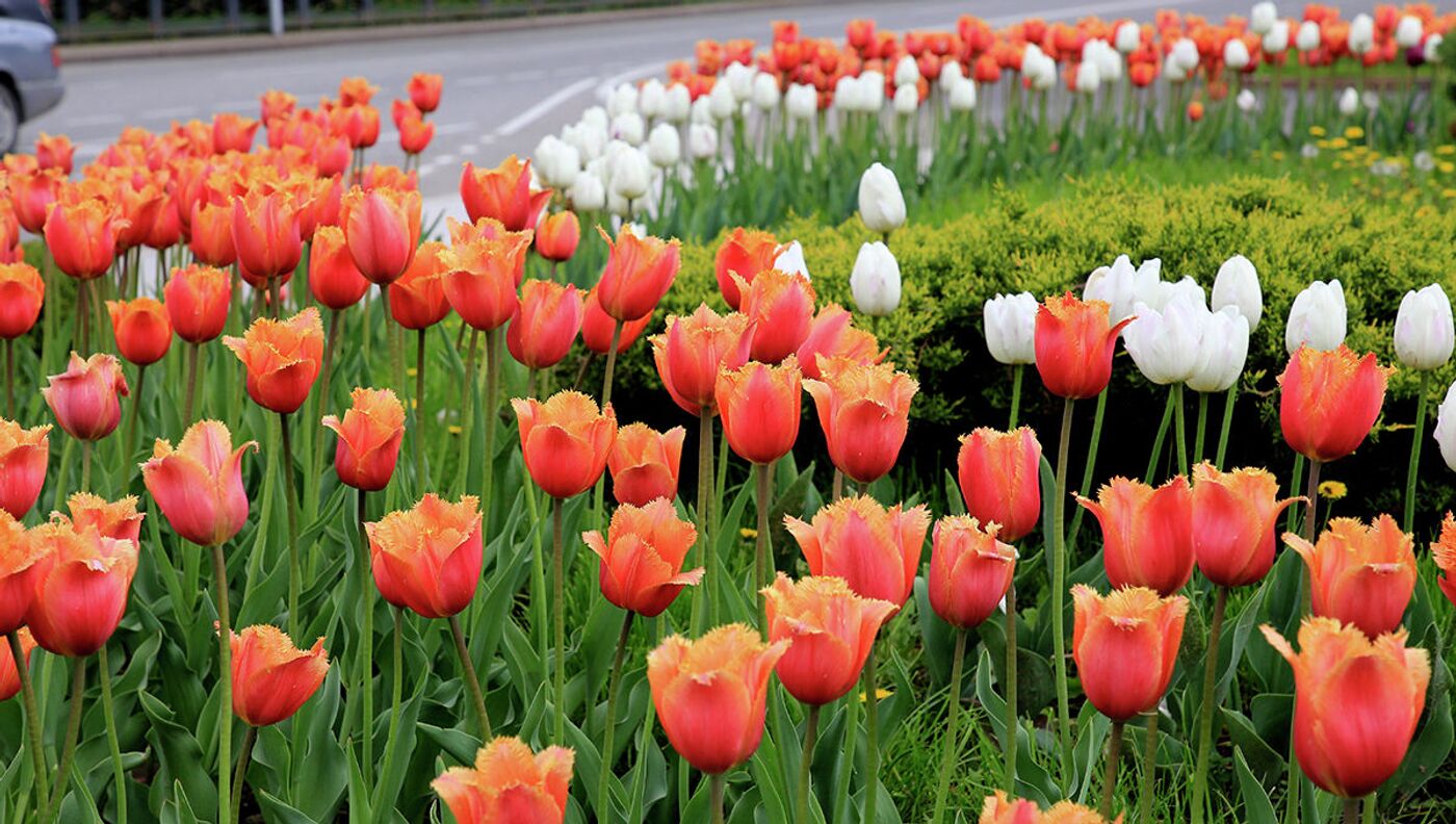 Қыз мені көтеріп алып, жалауымды өтінді