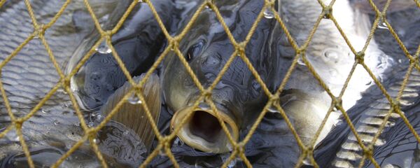 Архивное фото рыбы карп - Sputnik Казахстан