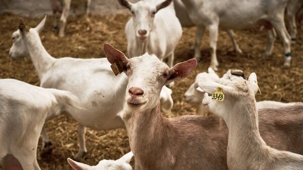 Қазақстанда жарты жылға ешкі мен сиырдың аналық басын экспорттауға тыйым салынды - Sputnik Қазақстан