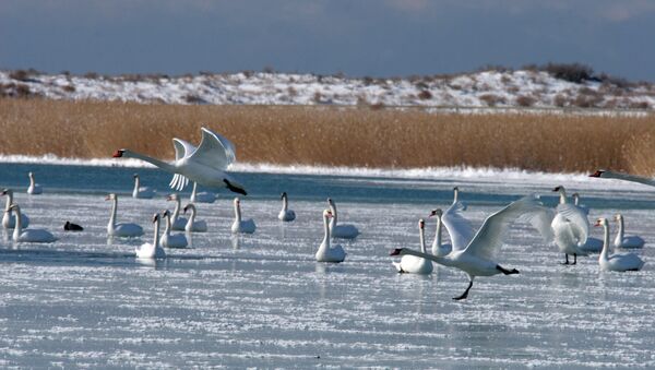 Лебеди. Архивное фото - Sputnik Казахстан