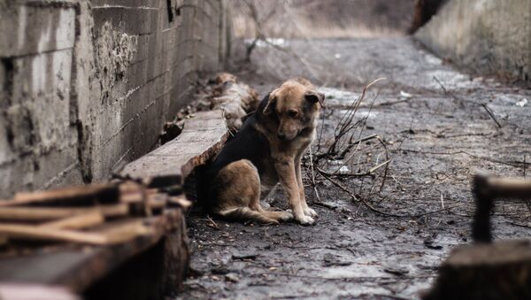 Собака у бомбоубежища в поселке Марьинка Донецкой области. - Sputnik Казахстан