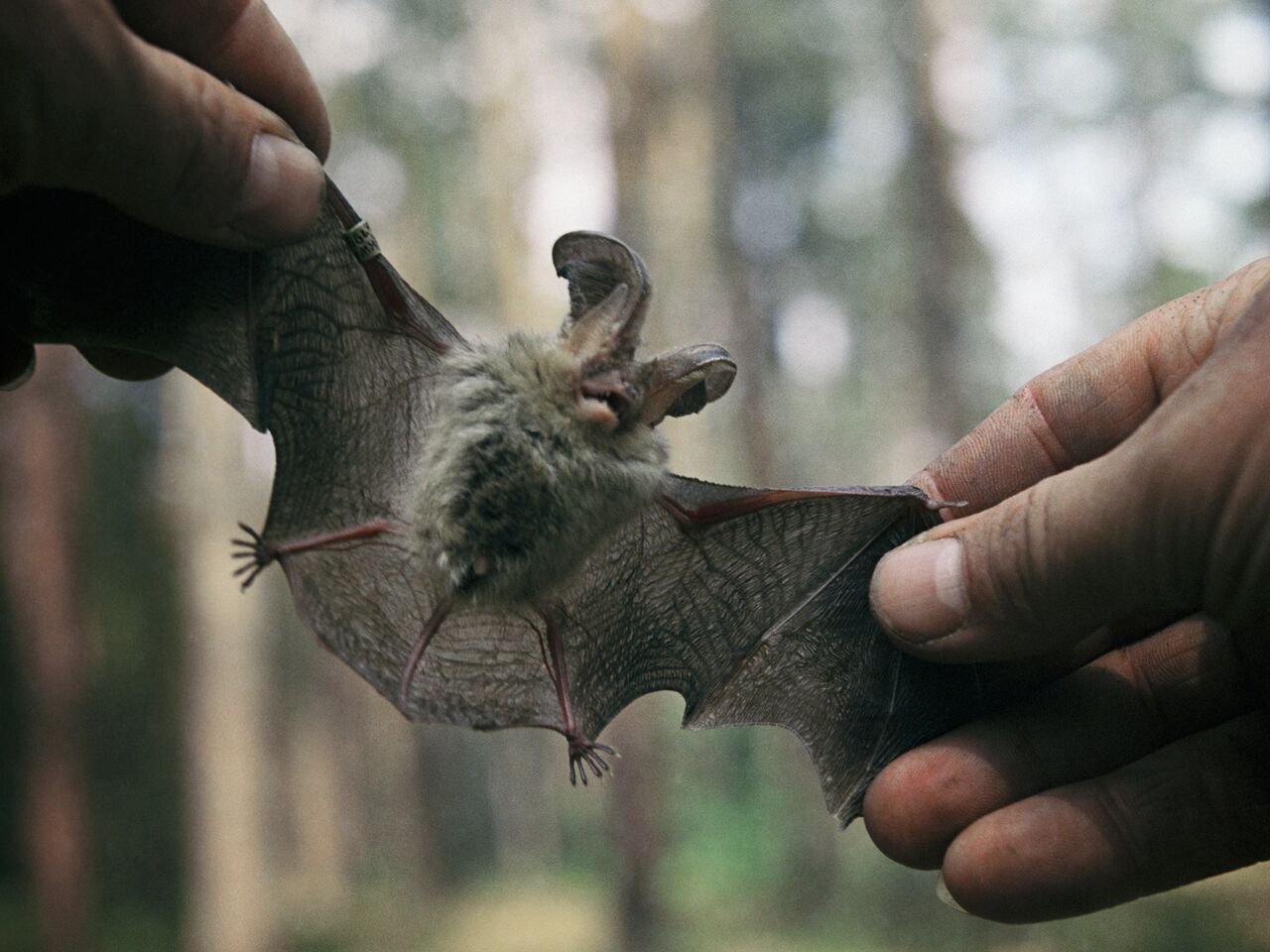 Каннибалдар туралы секс