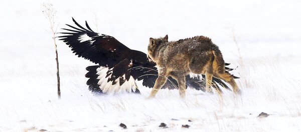 Соколиная охота Соколиная охота - Sputnik Казахстан