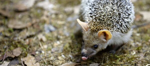 Ушастый еж. Архивное фото - Sputnik Казахстан