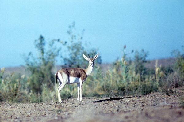 Казахстан отправит 50 джейранов в Кыргызстан - там их почти не осталось Казахстан отправит 50 джейранов в Кыргызстан - там их почти не осталось - Sputnik Казахстан