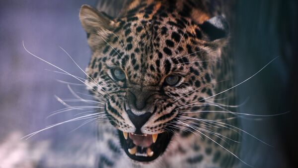 Леопард. Архивное фото - Sputnik Казахстан