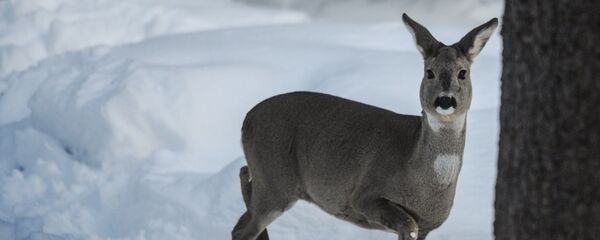 Косуля. Архивное фото  - Sputnik Казахстан