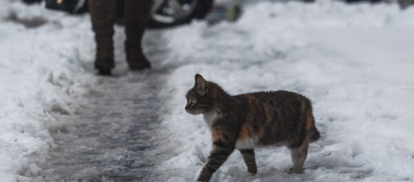 Архивное фото кошки, гуляющей по тающему снегу Архивное фото кошки, гуляющей по тающему снегу - Sputnik Казахстан