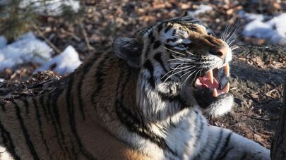 Амурский тигр