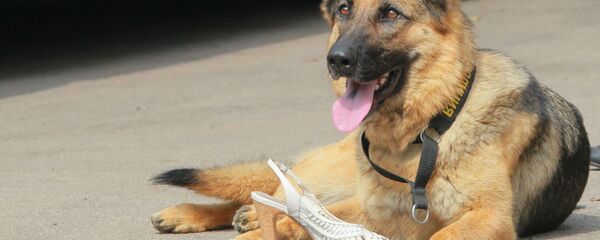 овчарка собака туфли овчарка собака туфли - Sputnik Қазақстан