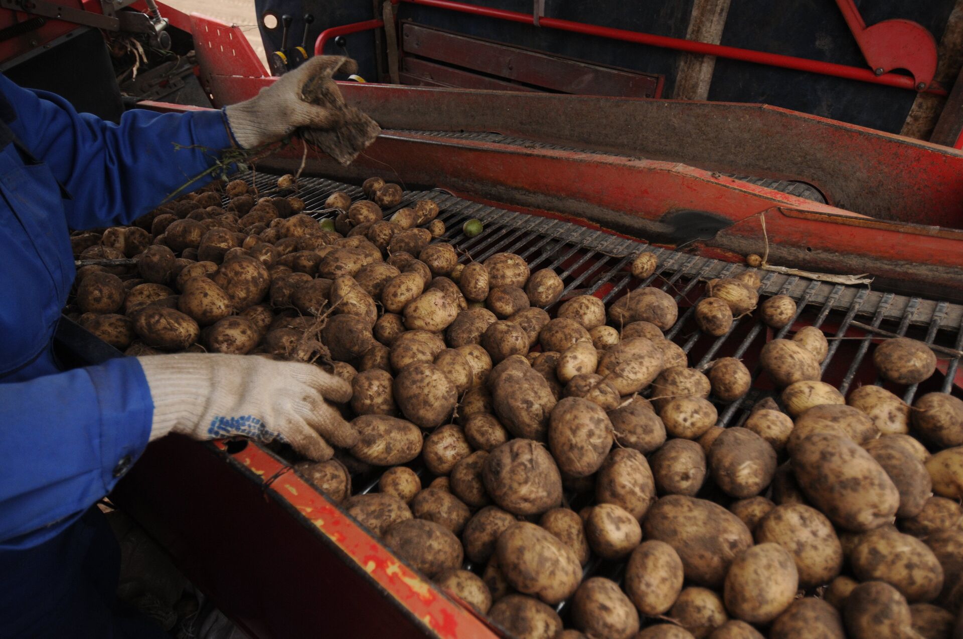 Картофель. Архивное фото - рекадр - Sputnik Казахстан, 1920, 02.12.2025