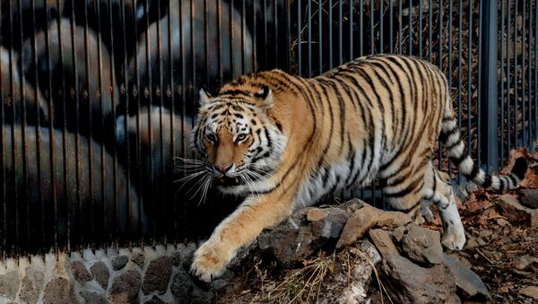 Амурский тигр, архивное фото - Sputnik Казахстан