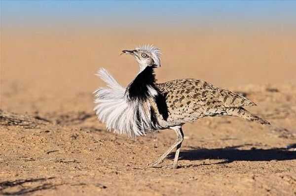 Арабским шейхам опять разрешили охотиться на красоток в Казахстане - Sputnik Казахстан