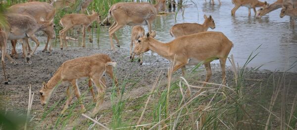 Сайгаки - Sputnik Казахстан